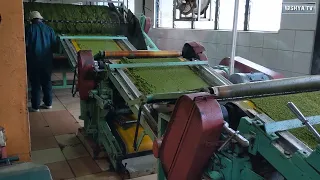 Inside Rwanda Tea Factory| amazing high technology| Tujyane mu ruganda rw'icyayi Rubaya