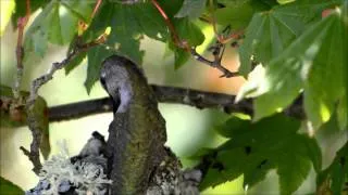 Anna's Hummingbirds - 10 days old on 7 july hummingbird feeding