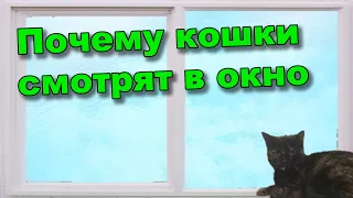 Зачем кошка смотрит в окно?