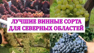 ЛУЧШИЕ ВИННЫЕ СОРТА ВИНОГРАДА ДЛЯ СЕВЕРНЫХ ОБЛАСТЕЙ,  6* ОТЕЛЬ ЭДЕМ /ТЕХНИЧЕСКИЕ СОРТА