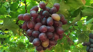 Black Grapes 🍇🍇#black grapes harvesting 🍇🍇#