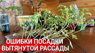 Ошибки посадки вытянутой рассады