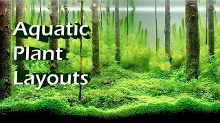 Top 10 Beautiful Aquatic Plant Layouts in Aquariums