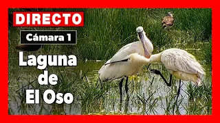 🦆 Vida salvaje (Cámara 1 | Ávila) LAGUNA de EL OSO 🔴 DIRECTO