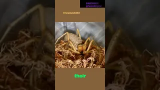 CAMEL SPIDERS ARE OVERPOWERED!! #foryou #funnyshorts #adorable #spider #shorts #scary #camelspider