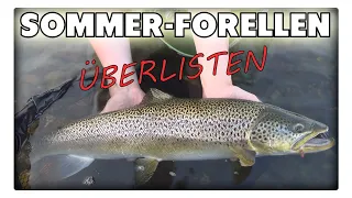 Große, fette Meerforellen fangen - im Sommer knallt es richtig.