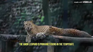 Unveiling the Wonders of the Amur Leopard Fascinating Facts About This Critically Endangered Big Cat