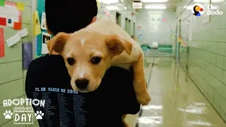 Rescue Puppy Brings Her Family So Much Joy | The Dodo Adoption Day
