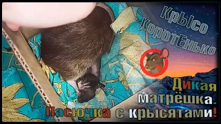 Мамочка пасючка с четырьмя крысятами! 😖 Дикая матрёшка, так сказать. 🐭 (Wild Rats | Дикие Крысы) 🐭