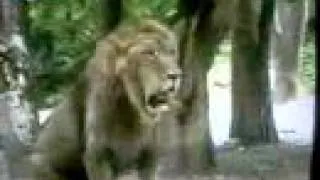 Asiatic Lion chasing Male Tiger