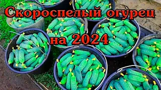 Скороспелый Огурец на 2024 Гармонист F1