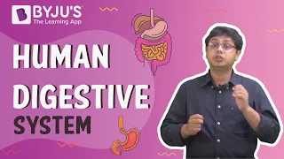 Human Digestive System And Digestion