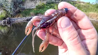 Catching ENTIRE SCHOOLS of Fish!