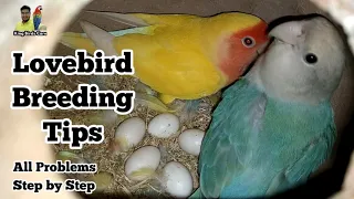 Love birds breeding tips | Lovebirds full information | Love birds breeding setup