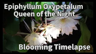 Epiphyllum Oxypetalum Queen of the Night 月下美人 昙花现 | Time lapse | Groundhog Go Around 土拨鼠