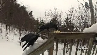 "Slow Motion Crows"