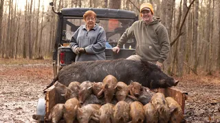 Trapping 19 wild hogs with Granny. (Broke another trailer) 🤷🏻‍♂️