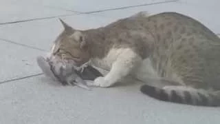 Stray cat eats a pigeon: Cat caught a bird in it's mouth!