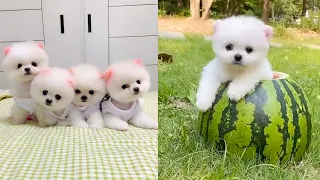 Cute and Funny Pomeranian Videos 116 #Shorts