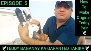 Teddy kabootar bananay ka GARANTED tarika | teddy kabootar ki pehchan | how to make teddy pigeons