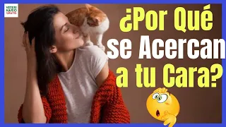 🐱 ¿PORQUE LOS GATOS SE ACERCAN A LA CARA? 🐱 ALGO MÁS QUE SIMPLES  SEÑALES DE QUE TU GATO TE QUIERE