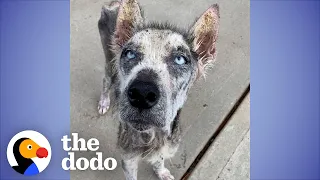 Shy Husky Surprises His Foster Family By 'Speaking' For The First Time | The Dodo Foster Diaries