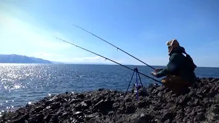 北海道の磯でぶっこみ釣り。レアな魚が喰ってきた
