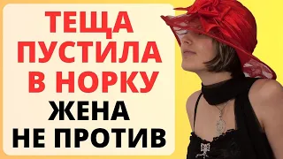 ТЕЩА пустила в НОРКУ / история из жизни