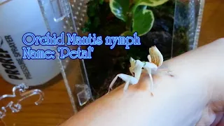 Rehousing My Orchid Mantis Nymph!