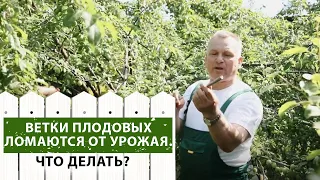 Ветки плодовых деревьев ломаются от урожая. Что делать?