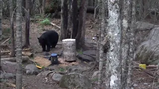 Huge 330 lb New Brunswick P&Y Archery Black Bear hunt with Kevin Bourgoin, June 10 2021.