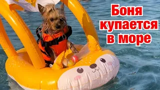 DOG VLOG: Пенная вечеринка // Йорк купается в море в Турции // Йорк на mini disco // Танец живота