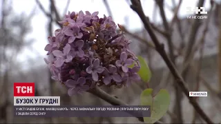 Квітковий бум: у Миколаєві розпутився бузок