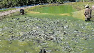 Breeding Catfish - Fish Hatchery - Fish Breeding Injection