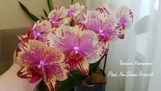 Обильное цветение моих орхидей часть 2 | Flowering of my orchids | Орхидея | Orchids