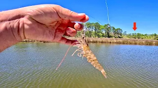 Fishing a LIVE! SHRIMP in the Bayou for our DINNER! [Catch, Clean, Cook Red Drum]