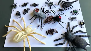 Zuru Robo Alive.Robotic Crawling Spider And Cockroach.Look at these Insect and Bug Toys