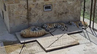 Дружная тигриная компания! Тайган Tigers in Crimea