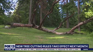 New tree cutting rules take effect next month in Seattle  | FOX 13 Seattle