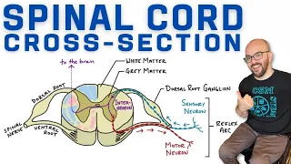 Spinal Cord Cross-Section | Anatomy, Reflex Arc, and Ascending/Descending Tracts