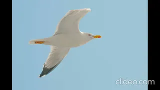 Чайка по имени Джонатан Ливингстон  часть 2