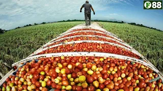 Agriculture Technology - Revealing How To Grow Billion-Dollar Tomatoes In California