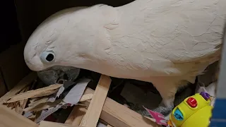 Wednesday Morning With A Cockatoo