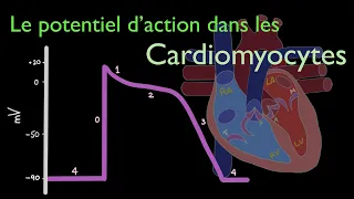 Potentiel d'action à travers le cœur : les cardiomyocytes contractiles