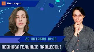 Познавательные процессы / Мария Фаликман в Рубке ПостНауки