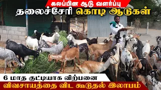 விவசாயத்தை விட அதிக இலாபம் தரும் கலப்பின ஆடு வளர்ப்பு | தலைச்சேரி கொடி ஆடுகள் #goatfarm #farmanimals