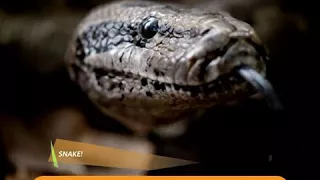 IndiHome Highlight : Nat Geo Wild - December Highlight