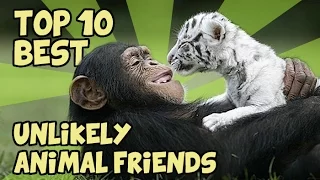 TOP 10 UNLIKELY ANIMAL FRIENDS