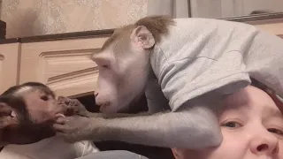 Наши будни, макака Федя  и капуцин Ульяна /Our weekdays, macaque Fedya and capuchin Ulyana #monkey