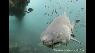 Science Brief: Sand Tiger Sharks in North Carolina